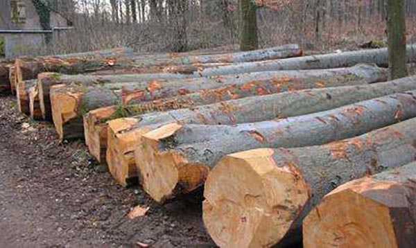 湖(hú)南(nán)壹木(mù)家(jiā)居有(yǒu)限公司,生(shēng)态木(mù)飾面闆材,湖(hú)南(nán)科(kē)技(jì)木(mù)飾面闆材